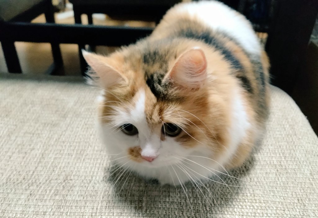 ネコ好きおじさん tweet media