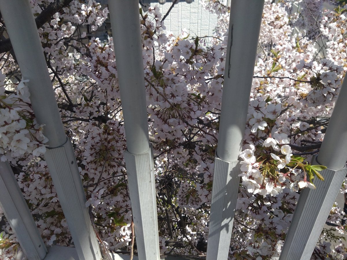 344r2d2's tweet photo. 桜🌸桜 https://t.co/LUfvVkesda