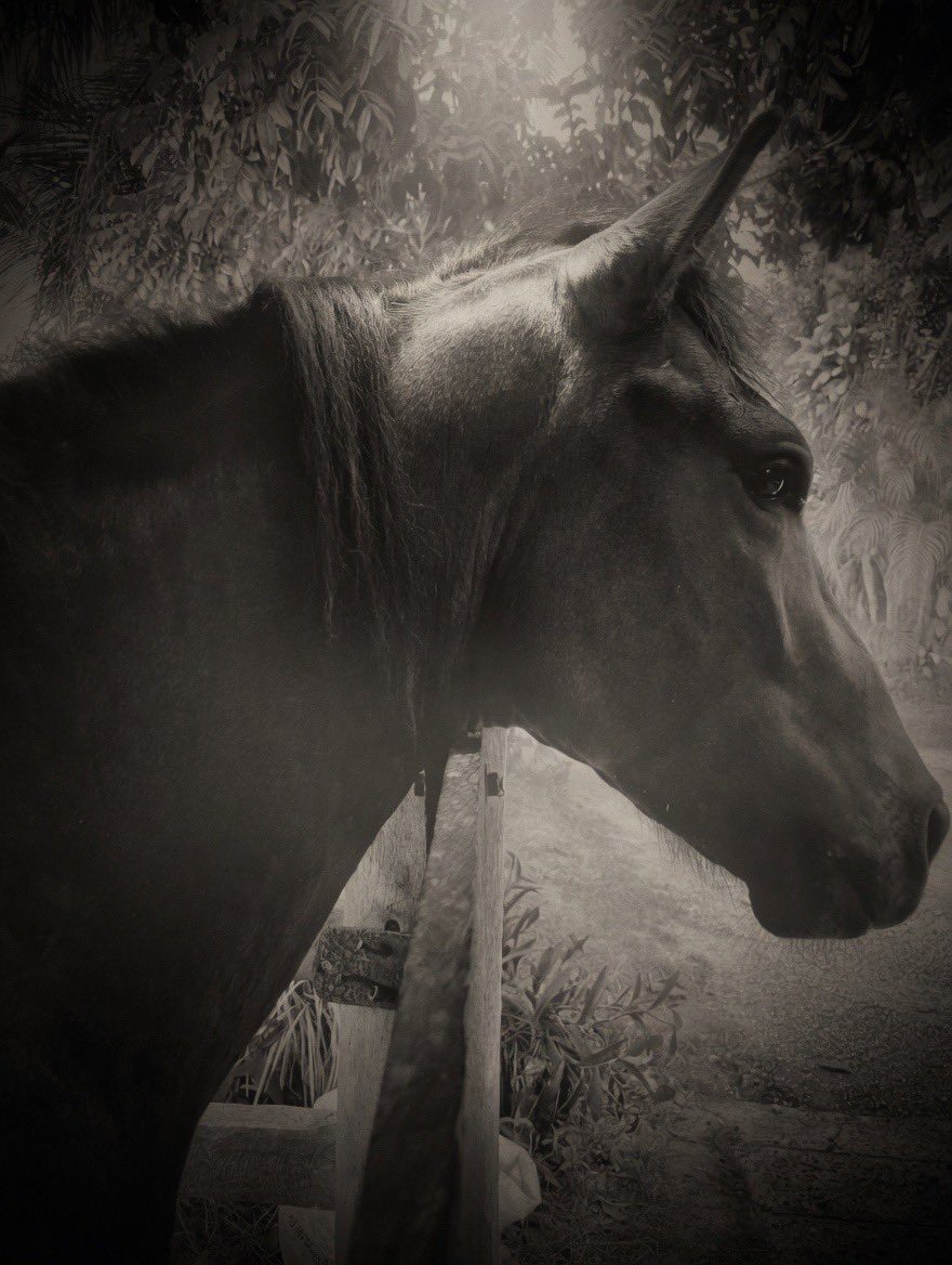 Emiljr03's tweet photo. T extrañe amigo 
Arion de Rancho Baru ( Novedoso de la seda x Dulce FC )

Hijo ve cabalga en la eternidad https://t.co/IU7GCnaUh2