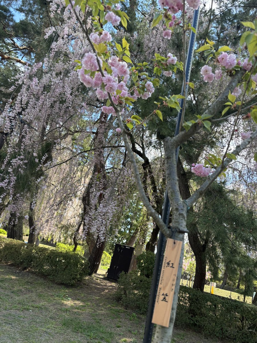 薊（あざみ） tweet media