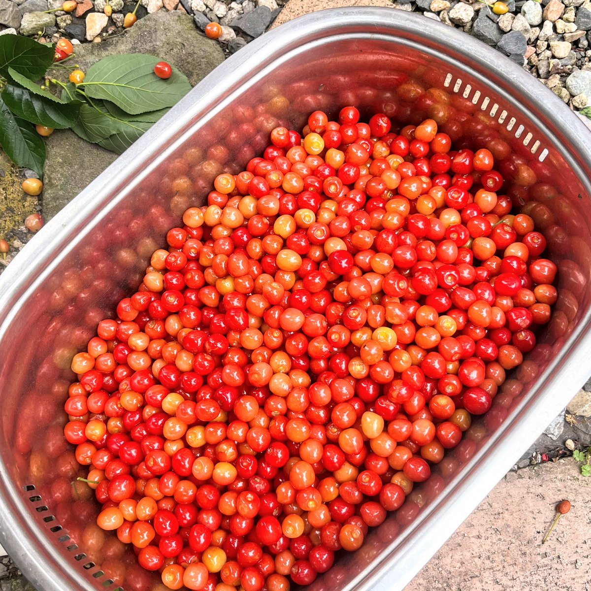 桜ん坊めちゃくちゃ採れた🍒
#樹の実工房園芸部 #暖地桜桃