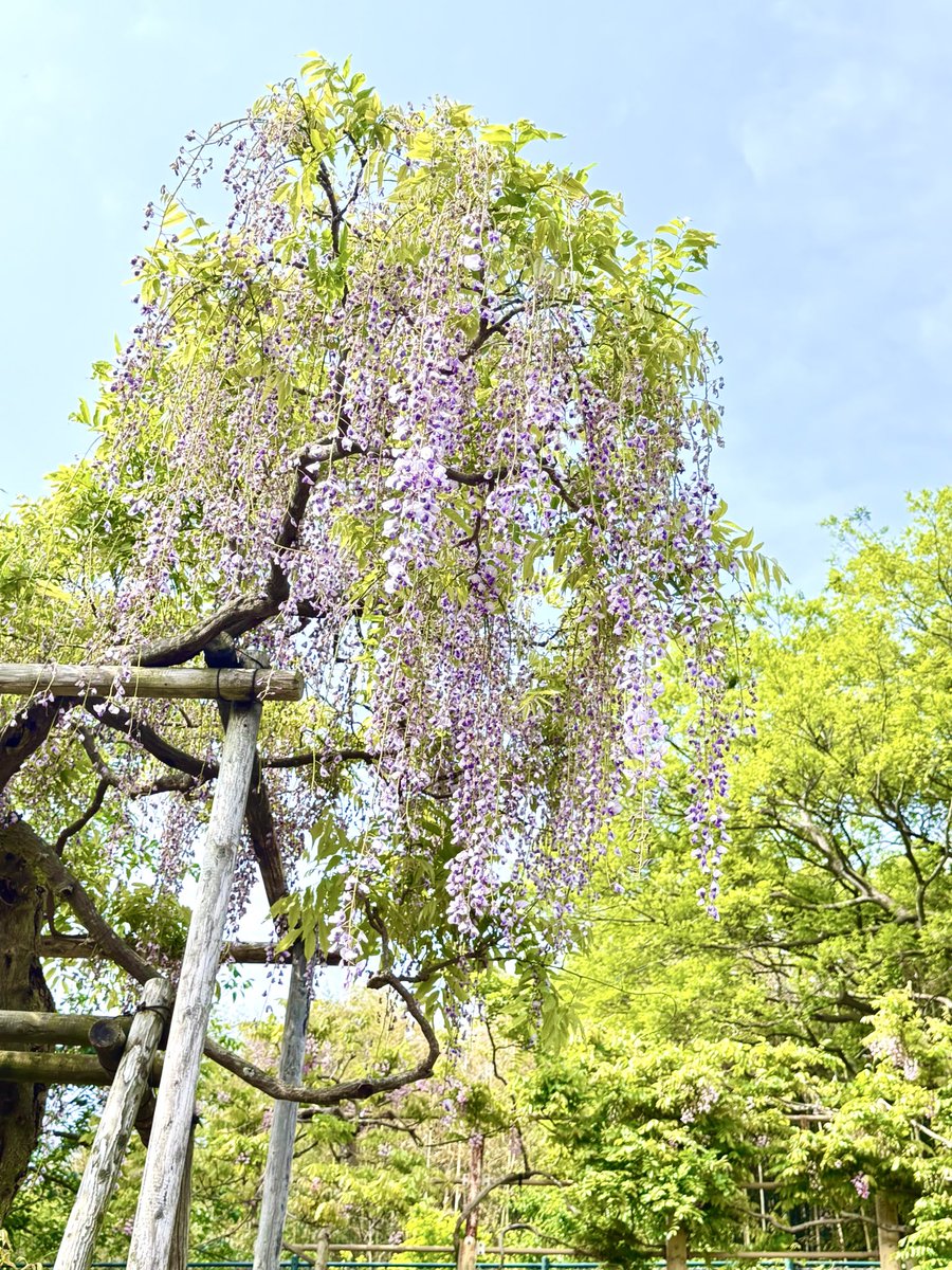 eiko1231's tweet photo. 恒例になりつつある、GWのお楽しみ(^^)
開園より早く開けてくださり、まだ人が少ない時に観れました！
いいお散歩でした〜 https://t.co/YitrD5qpfd