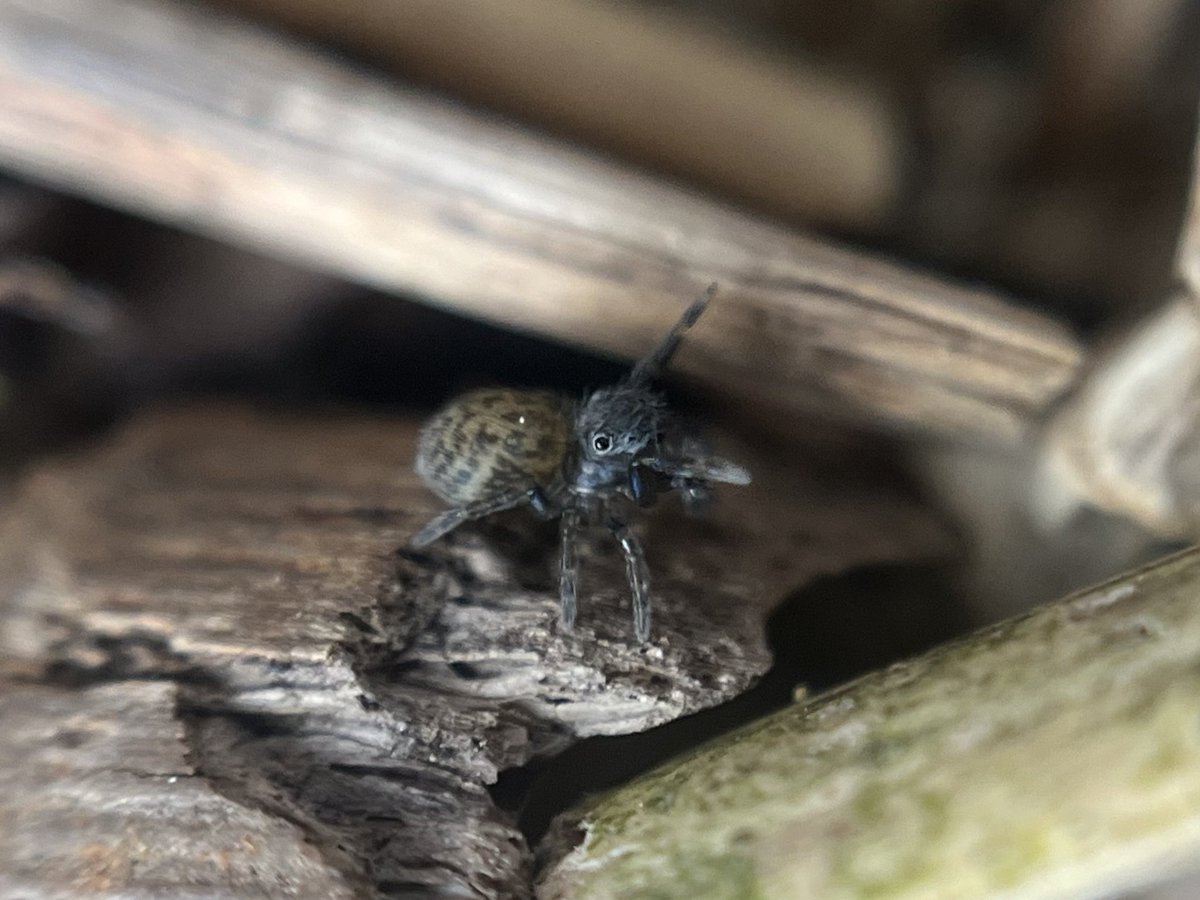 hungry eel on D4ugg’s tweet media