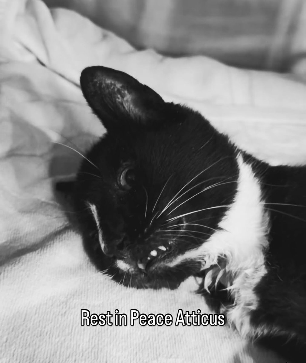 Cats of Meow York. tweet media