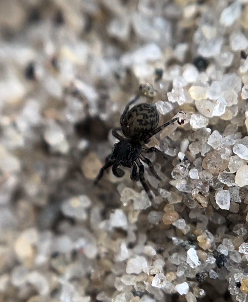 hungry eel on D4ugg’s tweet media