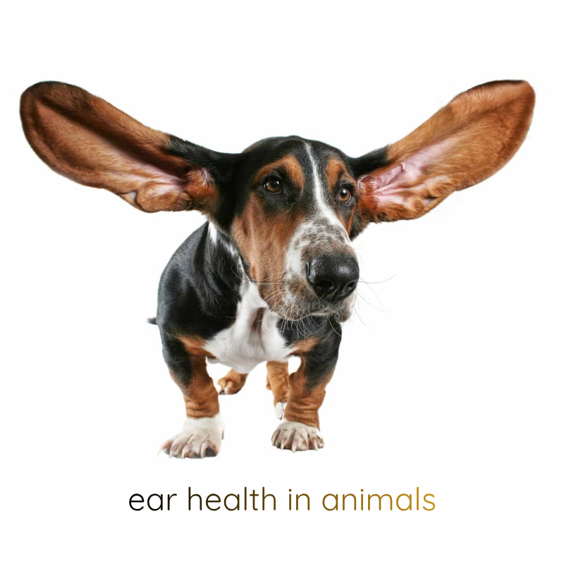 If your dog’s ears seem to need regular cleaning, then consider homoeopathy to address the underlying issue.
owenhomoeopathics.com.au/wp-content/upl…