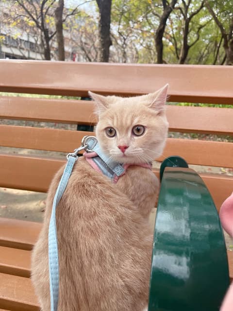 KibbeRhoan33's tweet image. Just saw the tiniest, fluffiest cat in a sunbeam. That’s it. That’s the tweet. My heart is full. 😭
#CatSpotting #StreetCat #HappyPlace
