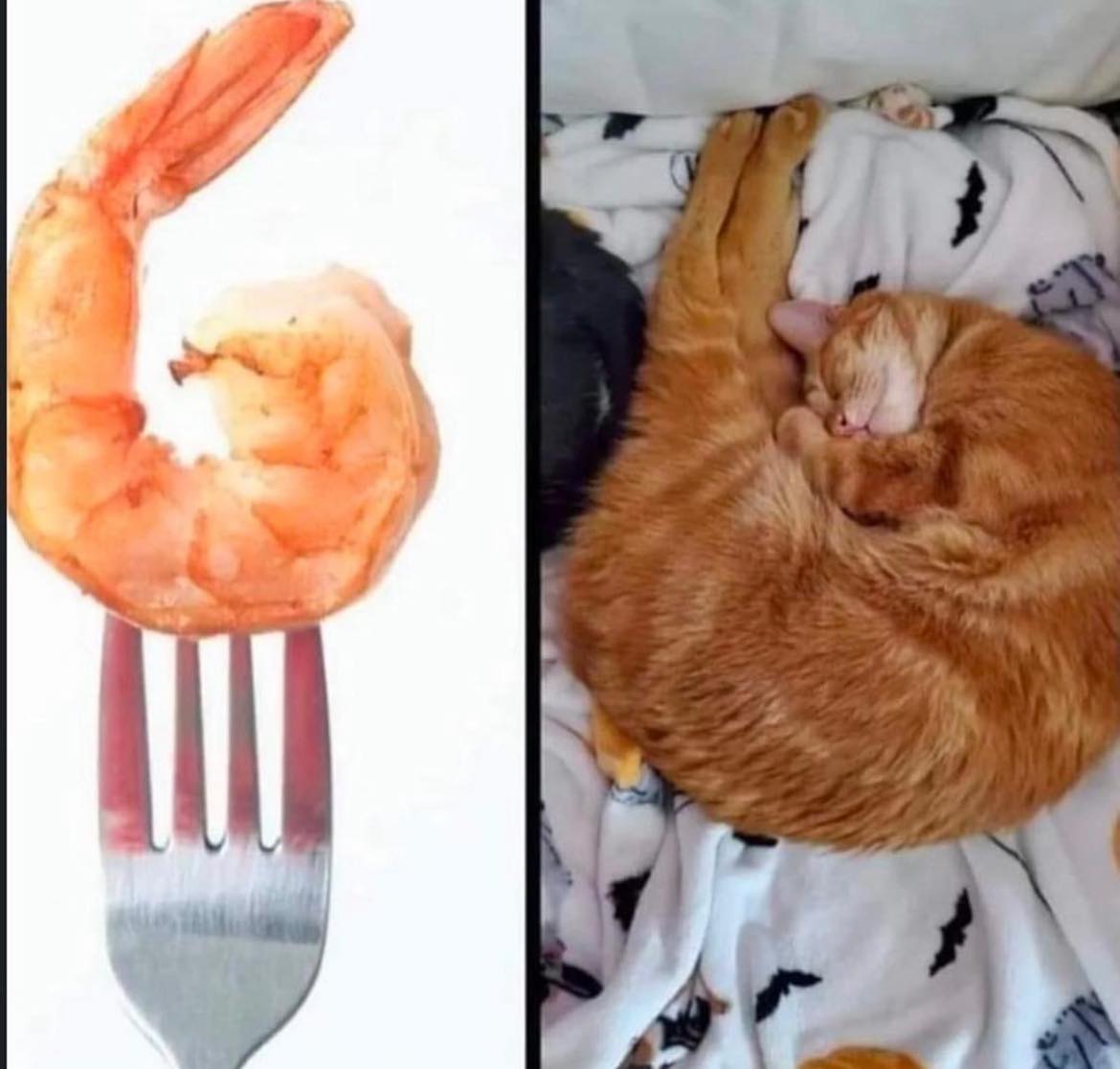 Punch Cat tweet media