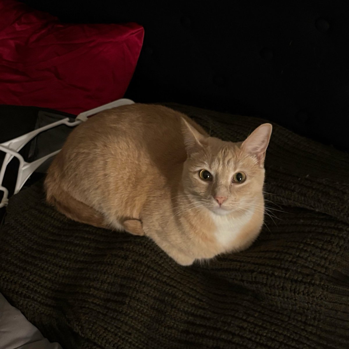 maya! ♡ tweet media