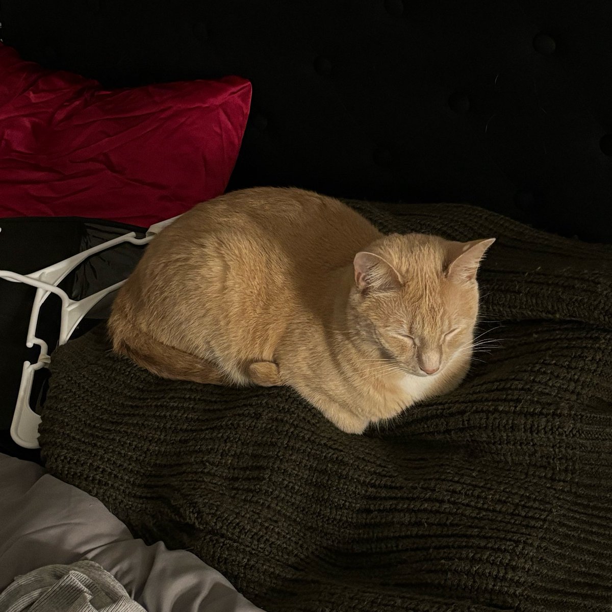 maya! ♡ tweet media