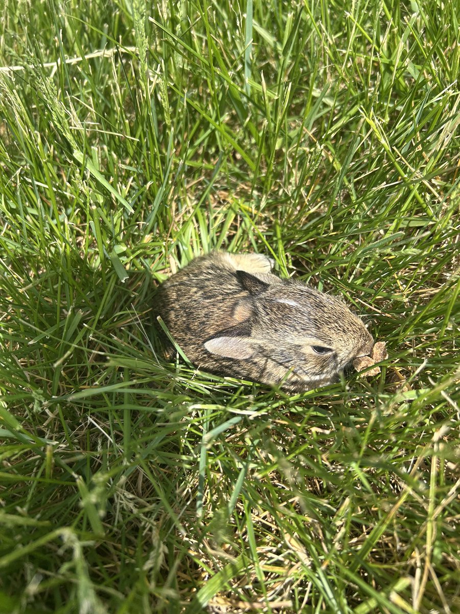 irlkawaiiangel's tweet image. Oh little bnuy what are you doing in the grass even 😼 #bunny