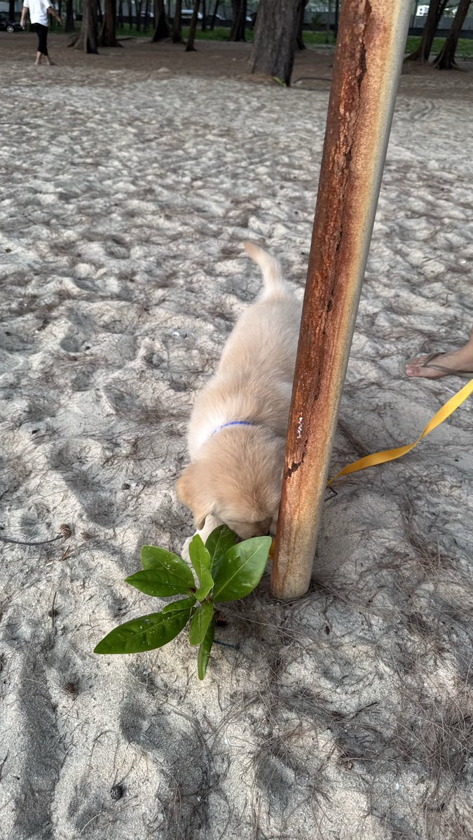 Theoill's tweet photo. เห็นเด็ก กทม ตัวจิ๋วเตรียมเข้าสาธิตจุฬากันแล้วก็รู้สึก omg ชีวิตช่างต่างจากเราชาวภูธร ในวัย 30s, Ytd ชีแพรวประกาศ closed for sunset แล้วพาพนักงานในร้าน + น้องโกลเด้นไปชมพระอาทิตย์ตก นี่เลยตามไปด้วย กลับมาบ้าน ไถเฟส เจอคอนเท้นน้องตัวจิ๋วเตรียมสอบ งงชีวิตเลยคุณ https://t.co/z0H3nwrLtq