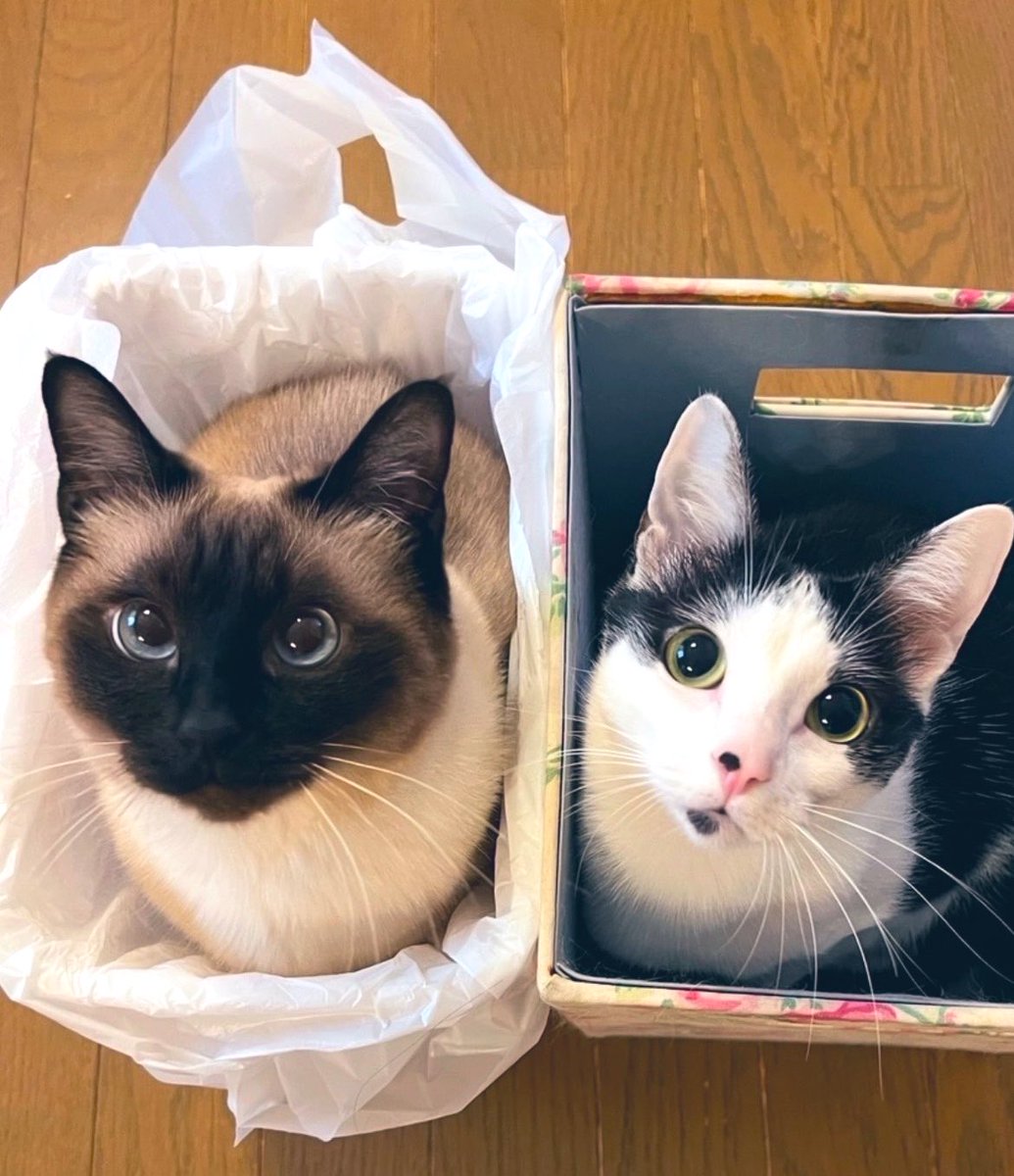 ソレイユ tweet media