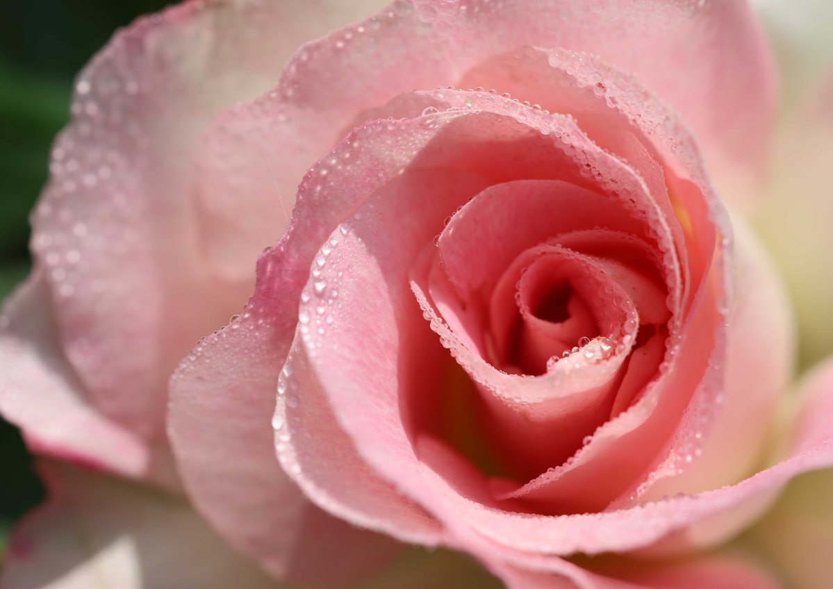 片柳弘史 tweet media