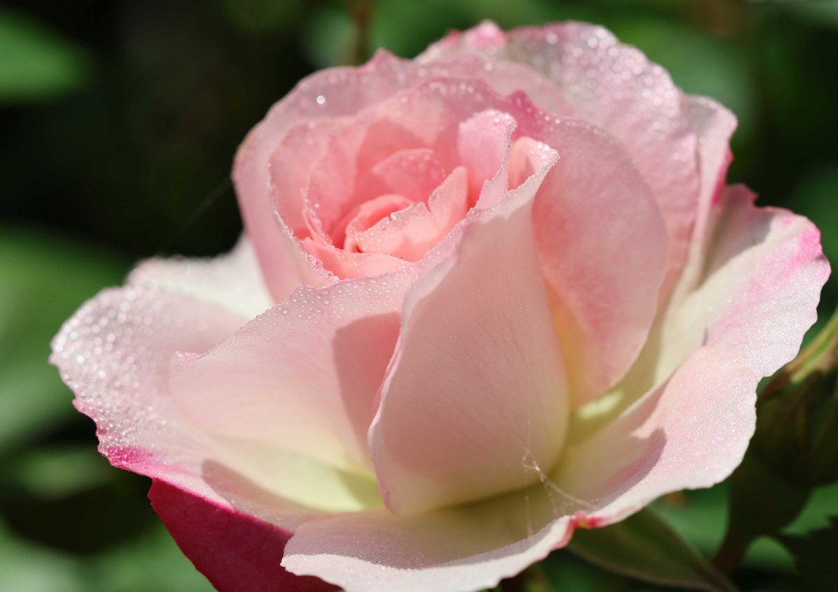 片柳弘史 tweet media