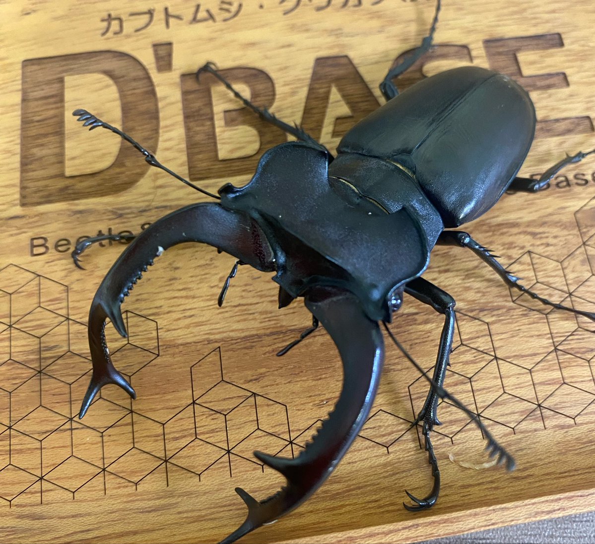 新着生体🆕 ・ユダイクスミヤマクワガタ ♂87㍉ペア ・アクベシアヌス