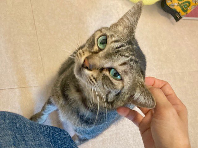 鯖野🐻と菜々子🐱 tweet media
