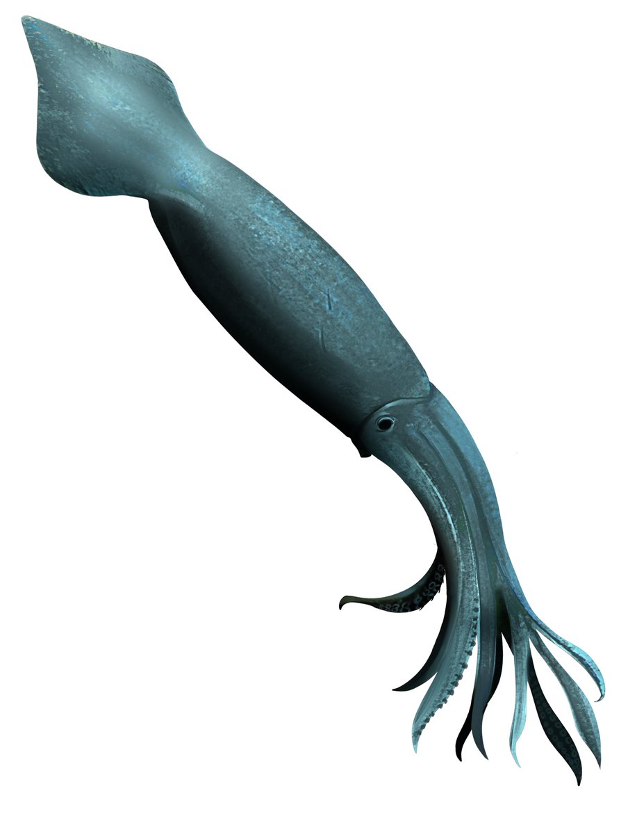 Lcoa (Quetzalcoatlus) tweet media