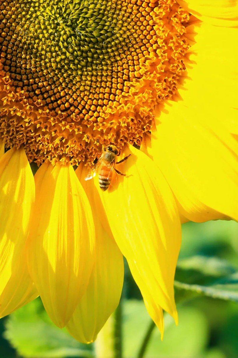 taha souiidi  tweet media