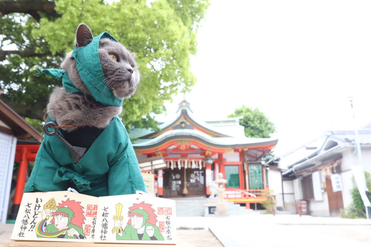 shira_su7's tweet photo. #七松八幡神社
いけいけどんどーんだぜぇー♡ https://t.co/Xv9B9YroLp
