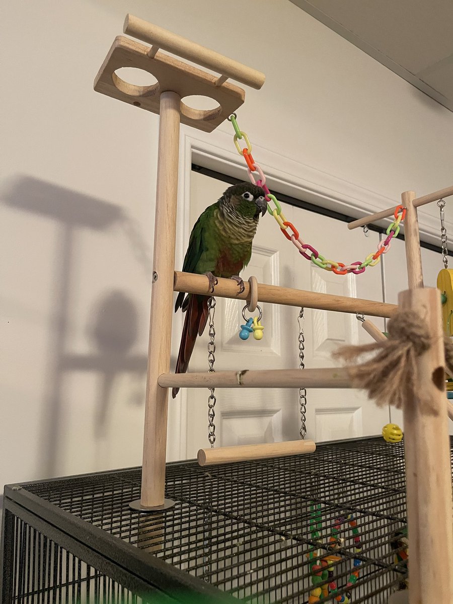 Vandelex's tweet photo. Just a happy borb https://t.co/gl256qjIzo
