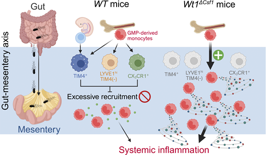 LabWaggoner's tweet photo. During enteric bacterial infection, mesentery-resident macrophages act as a regulatory hub that controls the recruitment of inflammatory monocytes with elevated pro-inflammatory cytokine expression @JExpMed @KiwookKimLab @uiccom 🇺🇸🇰🇷
https://t.co/aPQ4edOWWS https://t.co/wi3Zn7s9Mp