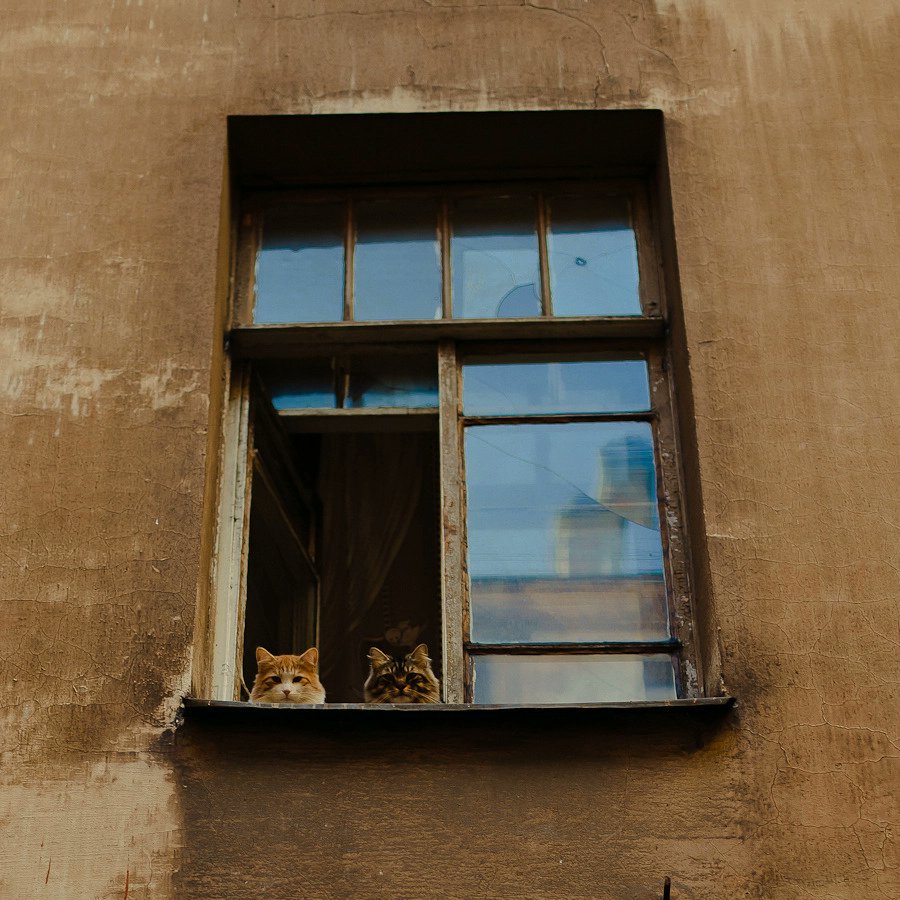 ️️️️️️️️️️️️ (@hourlycatphotos) on Twitter photo 