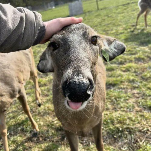Heartbreaking: evil wizard absorbs the thoughts of helpless and innocent deer