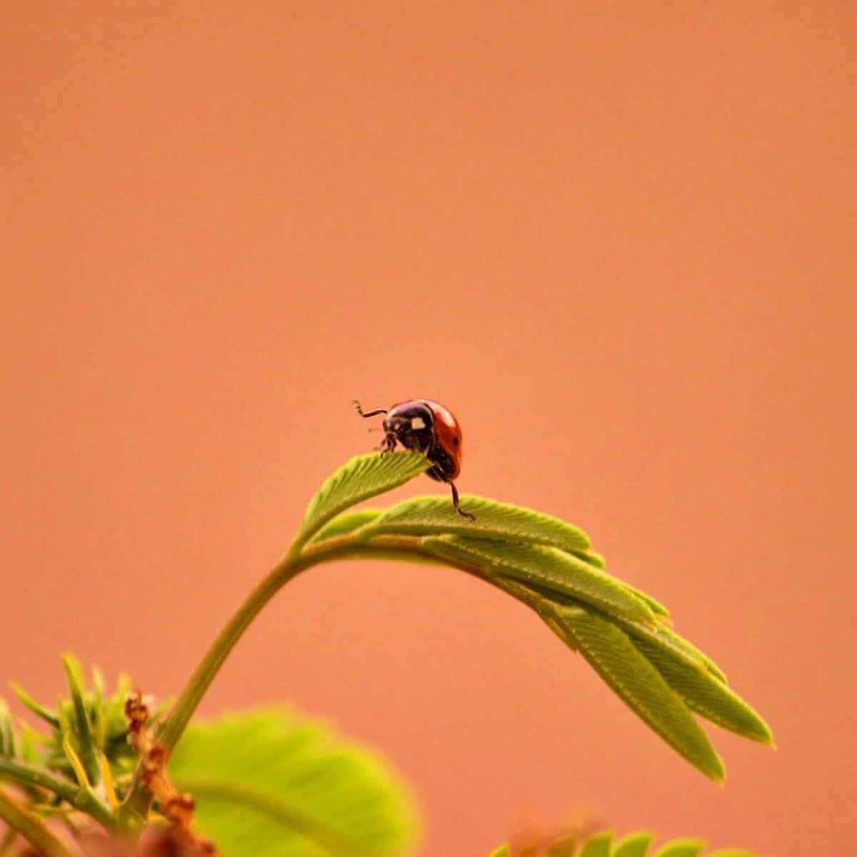 elguerolanchero's tweet image. #ladybug🐞 #frontyard #colors