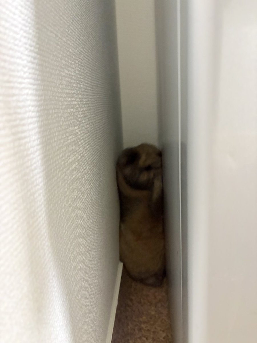 うさぎのポパイ tweet media