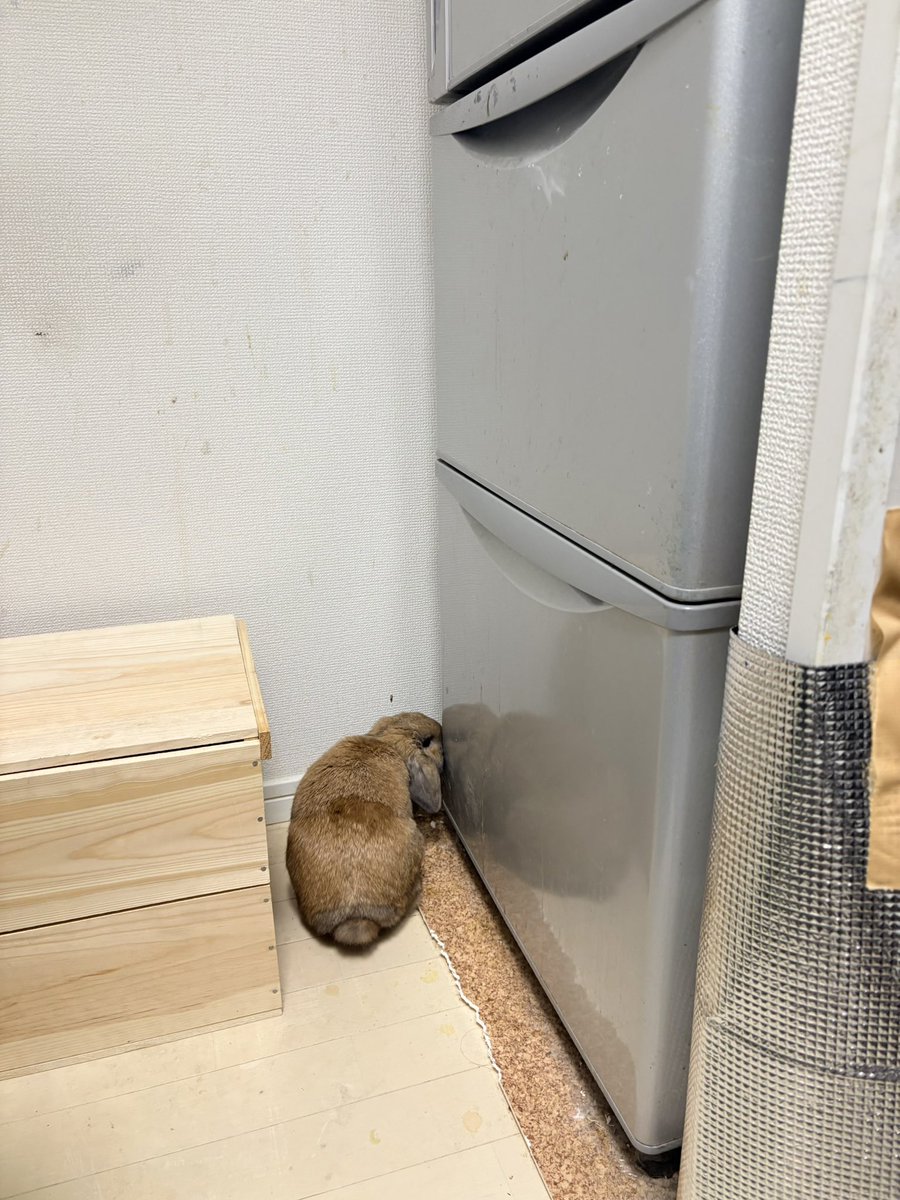 うさぎのポパイ tweet media