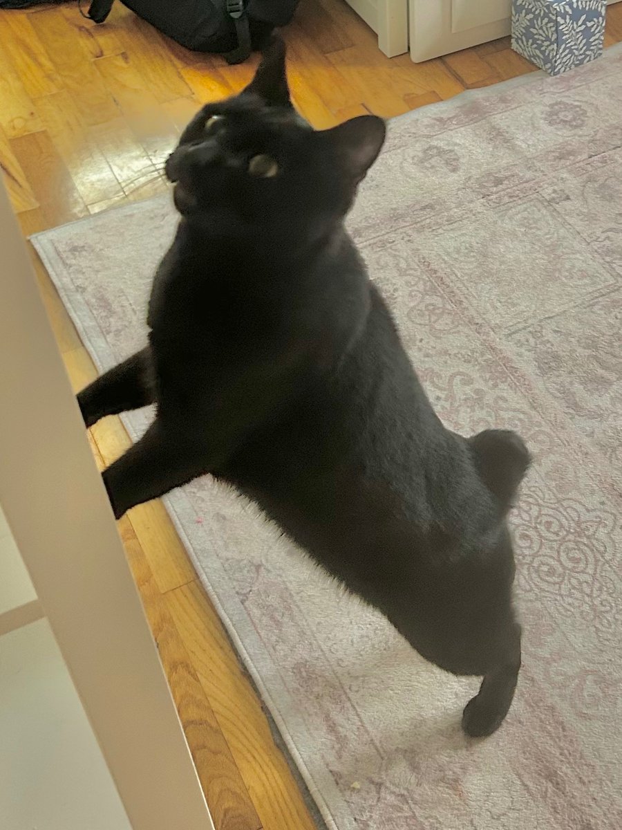 lllynax's tweet photo. @HIBlSCUS omg another black cat with a bobtail!! https://t.co/nC7Cn1esPG
