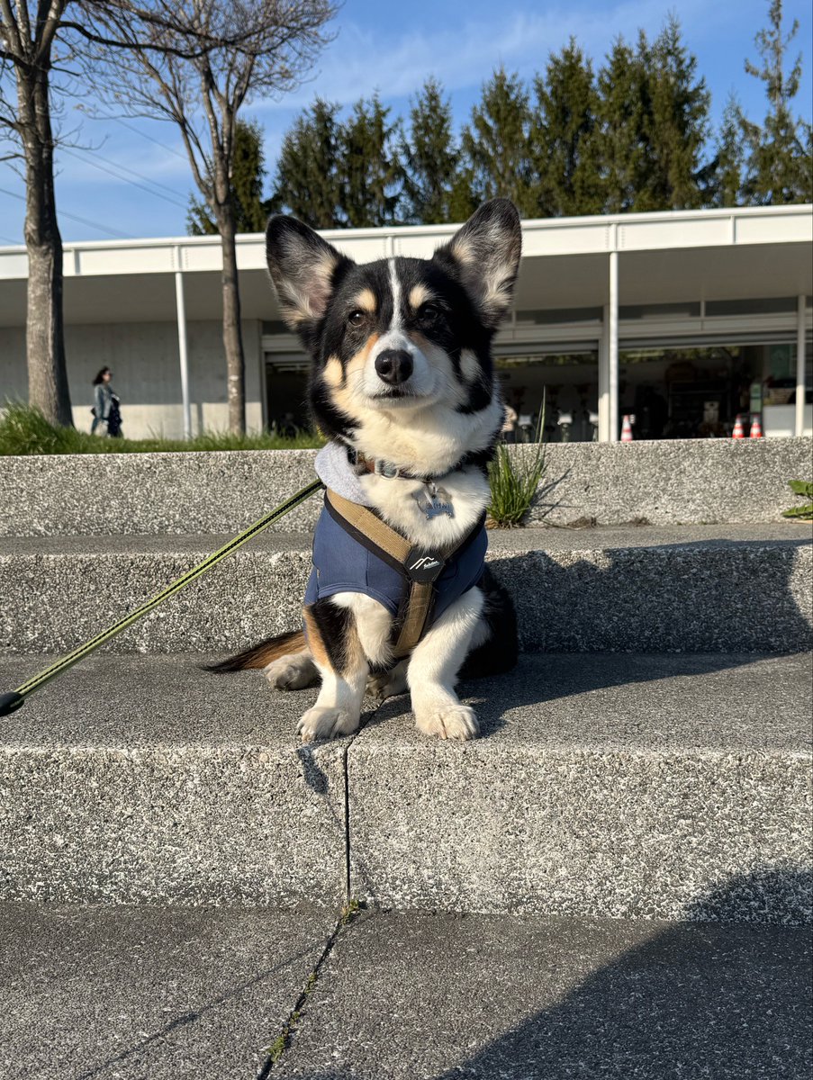 俄（aby_corgi）🐈🐕 tweet media