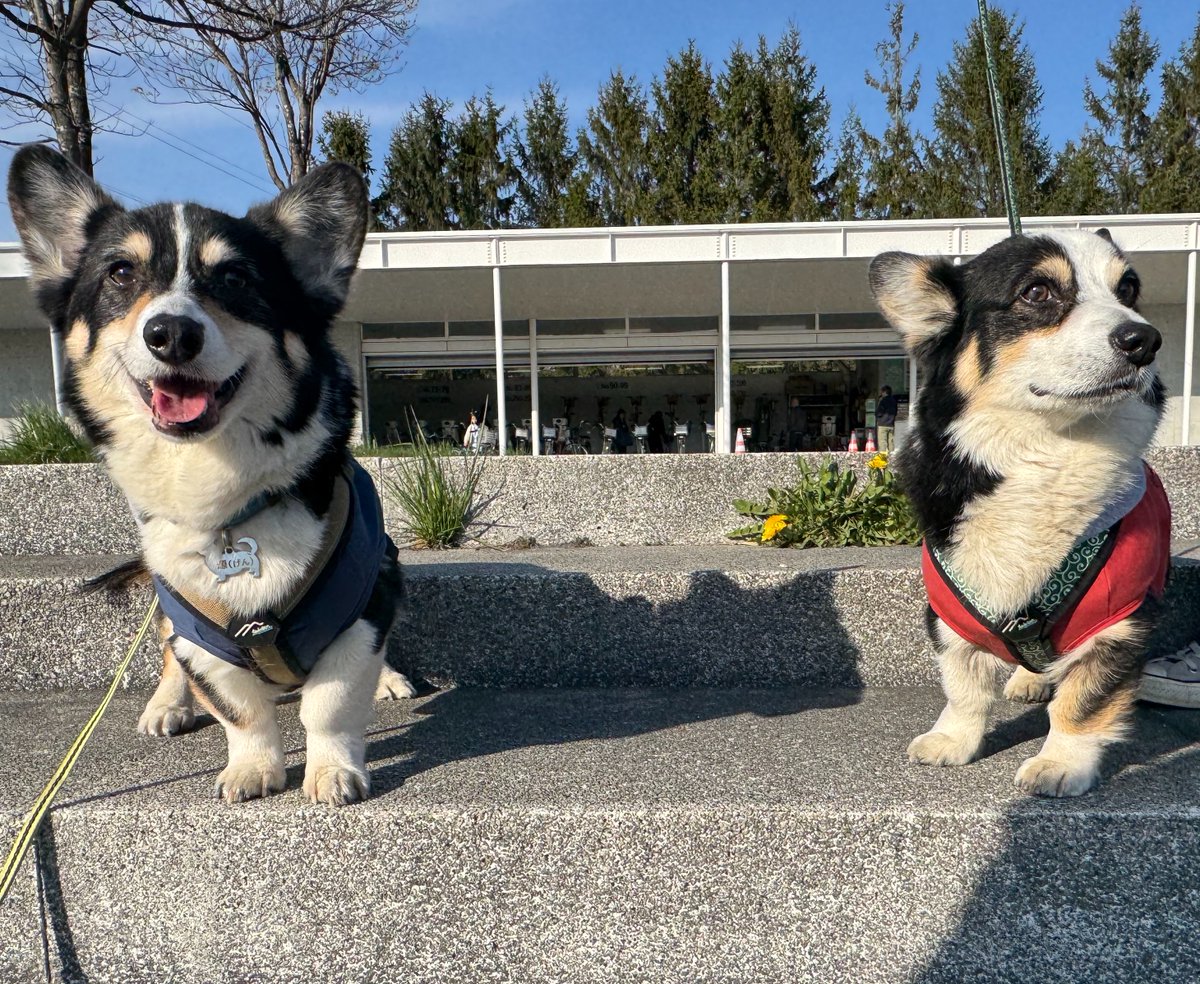 俄（aby_corgi）🐈🐕 tweet media