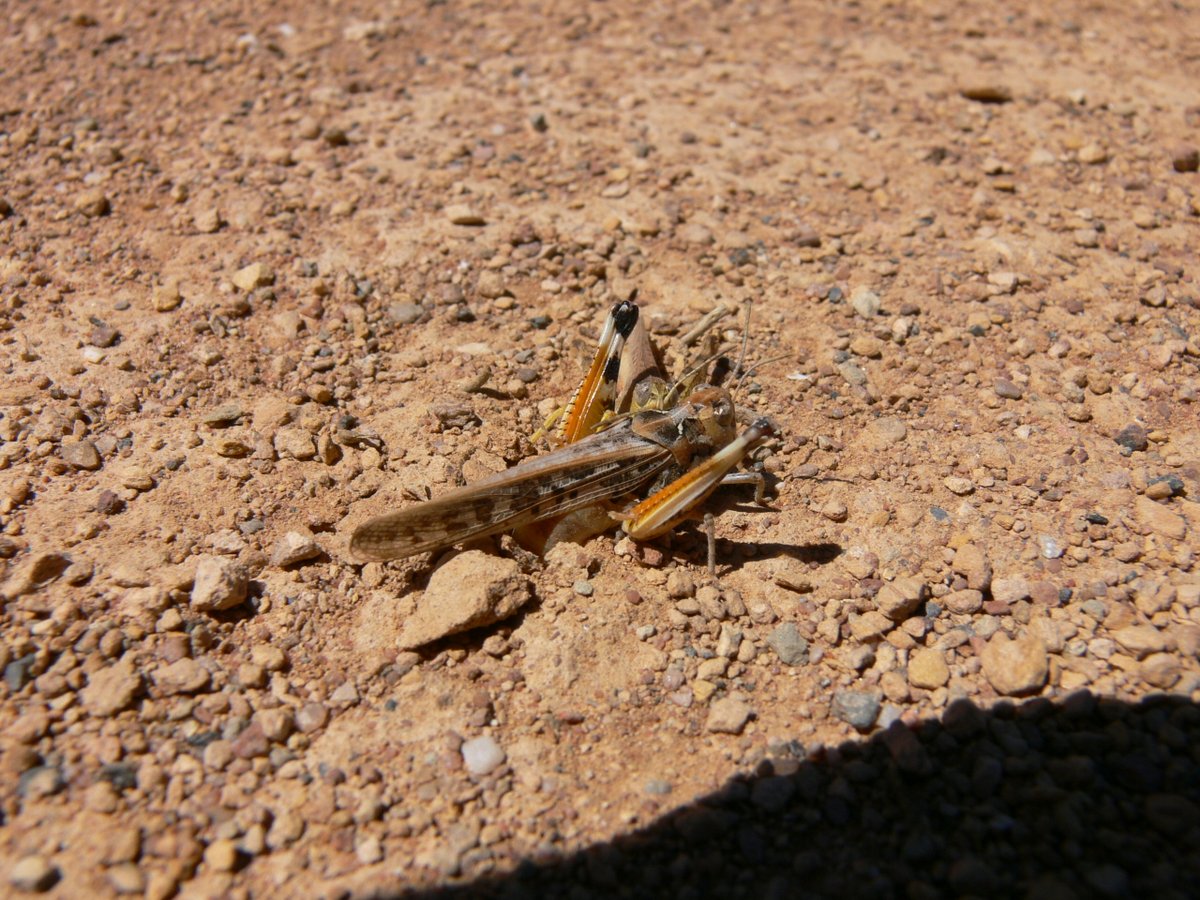 PestFactsSA tweet media