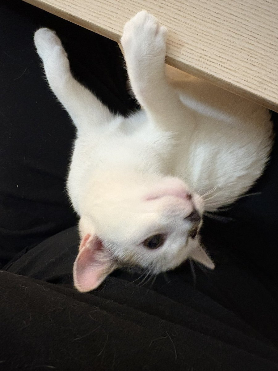 Look at this goblin writhing around in my lap biting me (she’s teething and excited about it):
