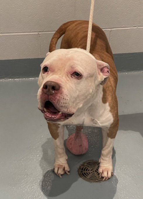 QuietSpirit 🐕 tweet media