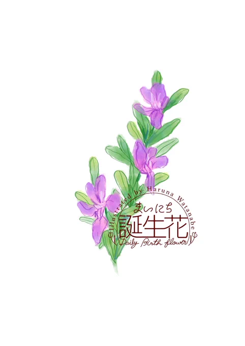 4月29日 ポリガラ 花言葉 清らかな情熱 #1日1絵 #まいにち誕生花