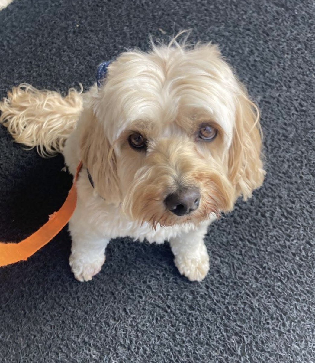 📌FAVOR RT perrito perdido📌 INF: 0989614057 se perdió en el sector de la Carolina (República y 10 de agosto) responde al nombre de Samu tiene placa <a href="/PerseusSan/">Androcles Perseus</a> <a href="/bonilcaricatura/">Xavier Bonilla (BONIL)</a> <a href="/fragafriega1/">🇪🇨 Fraga</a> <a href="/LunaLibreEc/">BrendaCVQuito</a> <a href="/Quitenamona/">Colibrí Morales</a> <a href="/LDU_Oficial/">LDU Oficial</a> #QuitoSinAlcalde