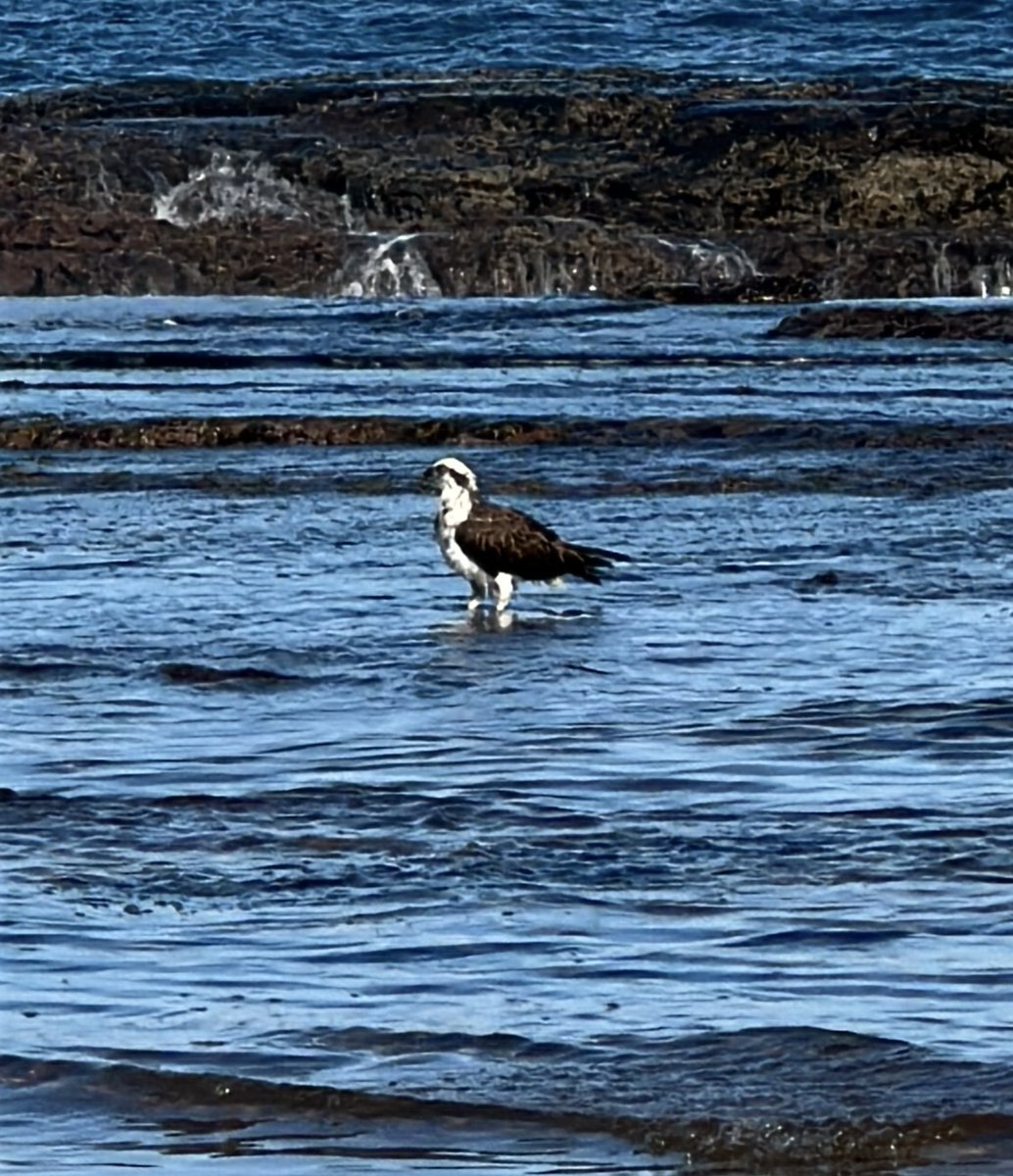 Rex 🦭 tweet media