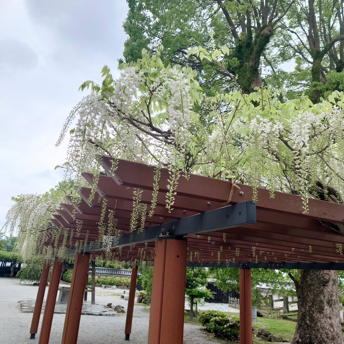 karatsu_jo's tweet photo. おはようございます🏯
4/29の藤は『散り始め』です。
白藤はもうしばらく楽しめそうです。 https://t.co/HsPAG2V9xQ