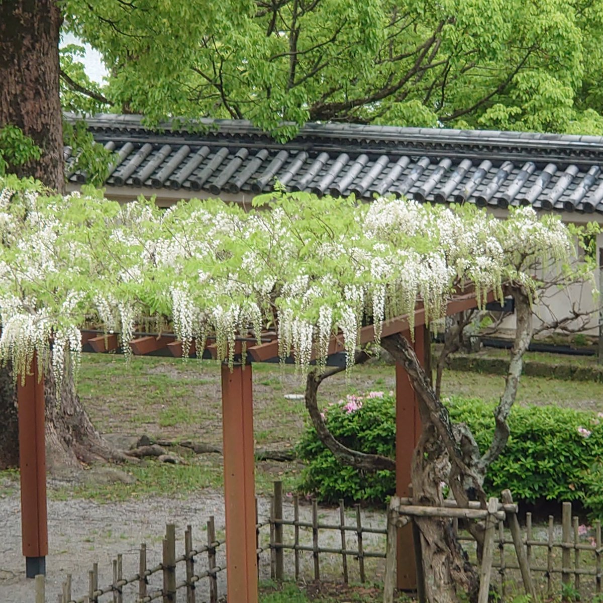 karatsu_jo's tweet photo. おはようございます🏯
4/29の藤は『散り始め』です。
白藤はもうしばらく楽しめそうです。 https://t.co/HsPAG2V9xQ