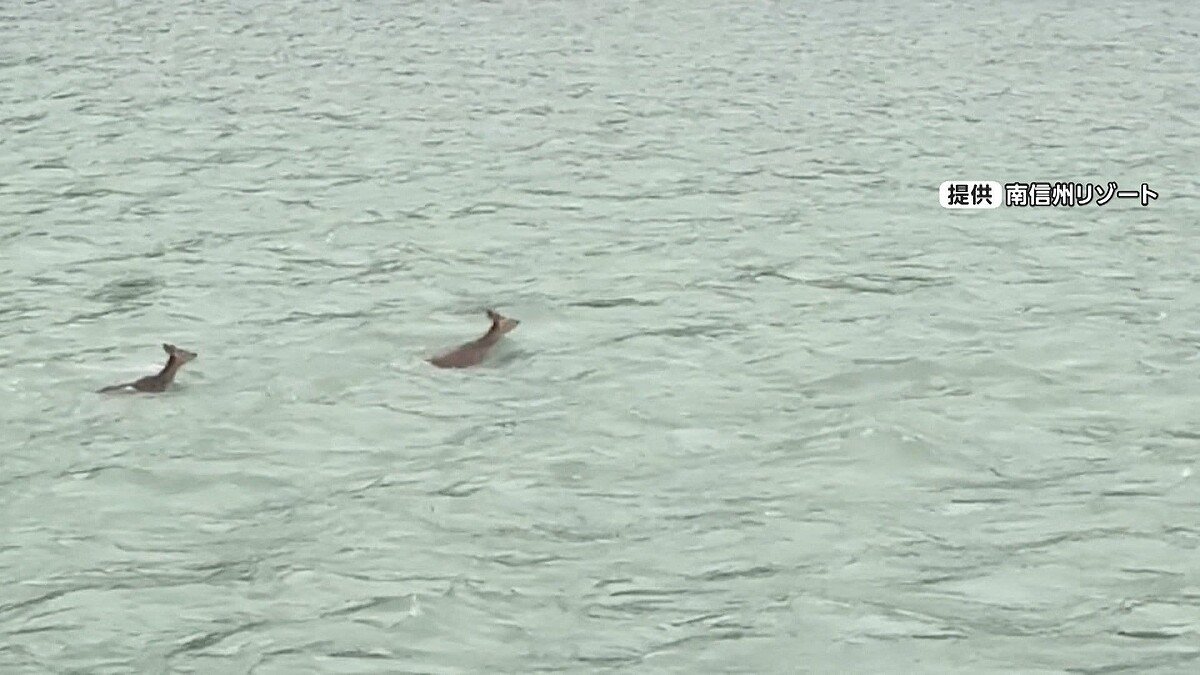 ライブドアニュース tweet media