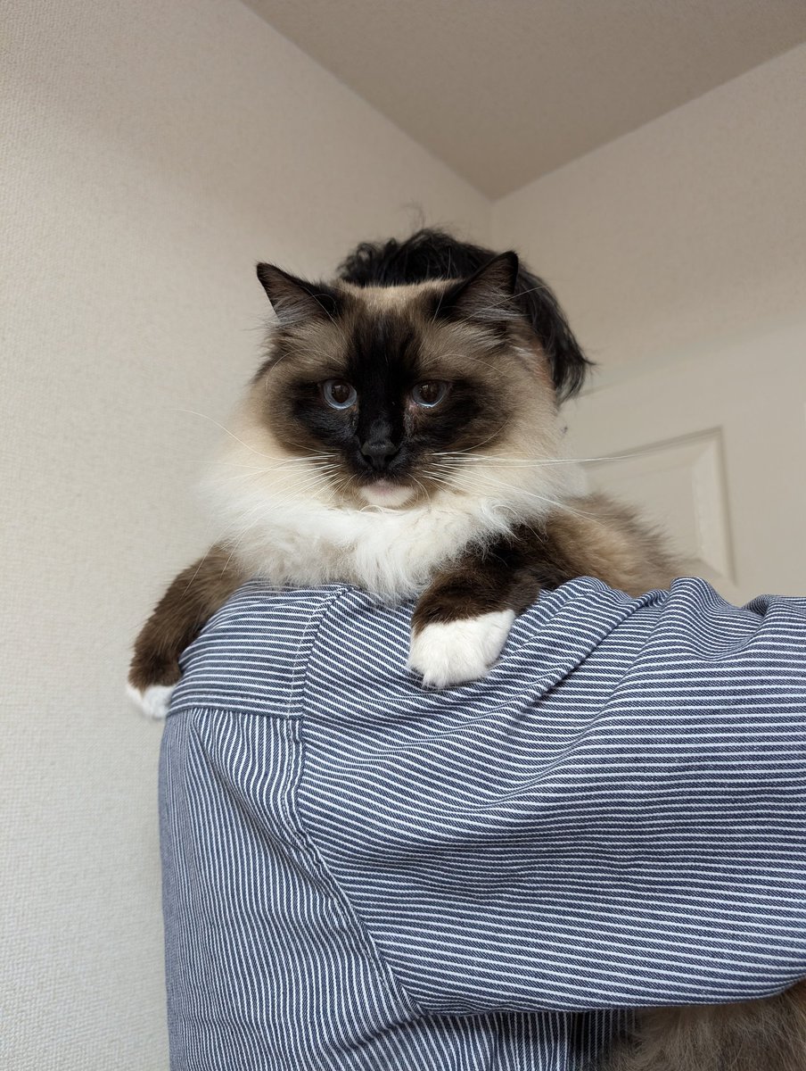 ぽんちゃんち🍋‍🟩𓃠ラグドール tweet media