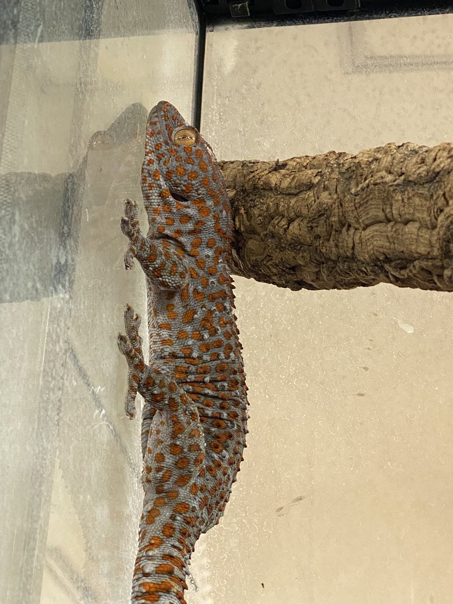 zsokazaki's tweet photo. おすすめ生体紹介②

ピパピパ
言わずと知れたド変態カエル。
別名ヒラタコモリガエル。
2匹おりまして、ひょっとしたら…。
さぁ、あなたもこのマニアックなトビラを開くのですッ‼️

タイランドトッケイヤモリ
スタッフたちが溺愛し、とんでもない怪物級に育ちました。
筋骨隆々で言う事なし‼️ https://t.co/0difjyokCQ