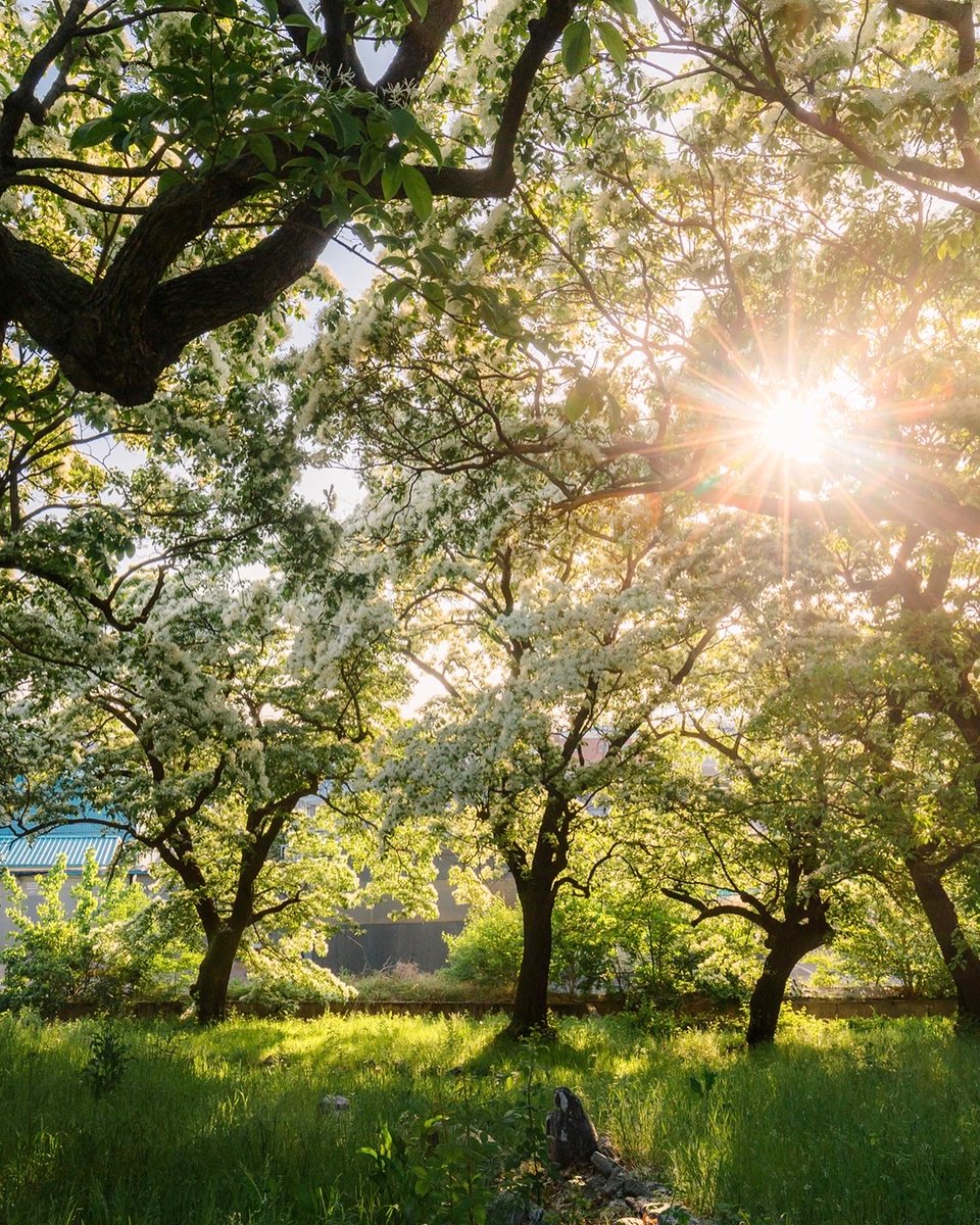 Visita Corea tweet media