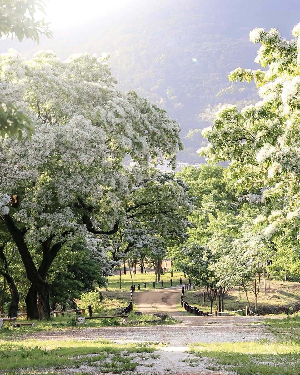 Visita Corea tweet media