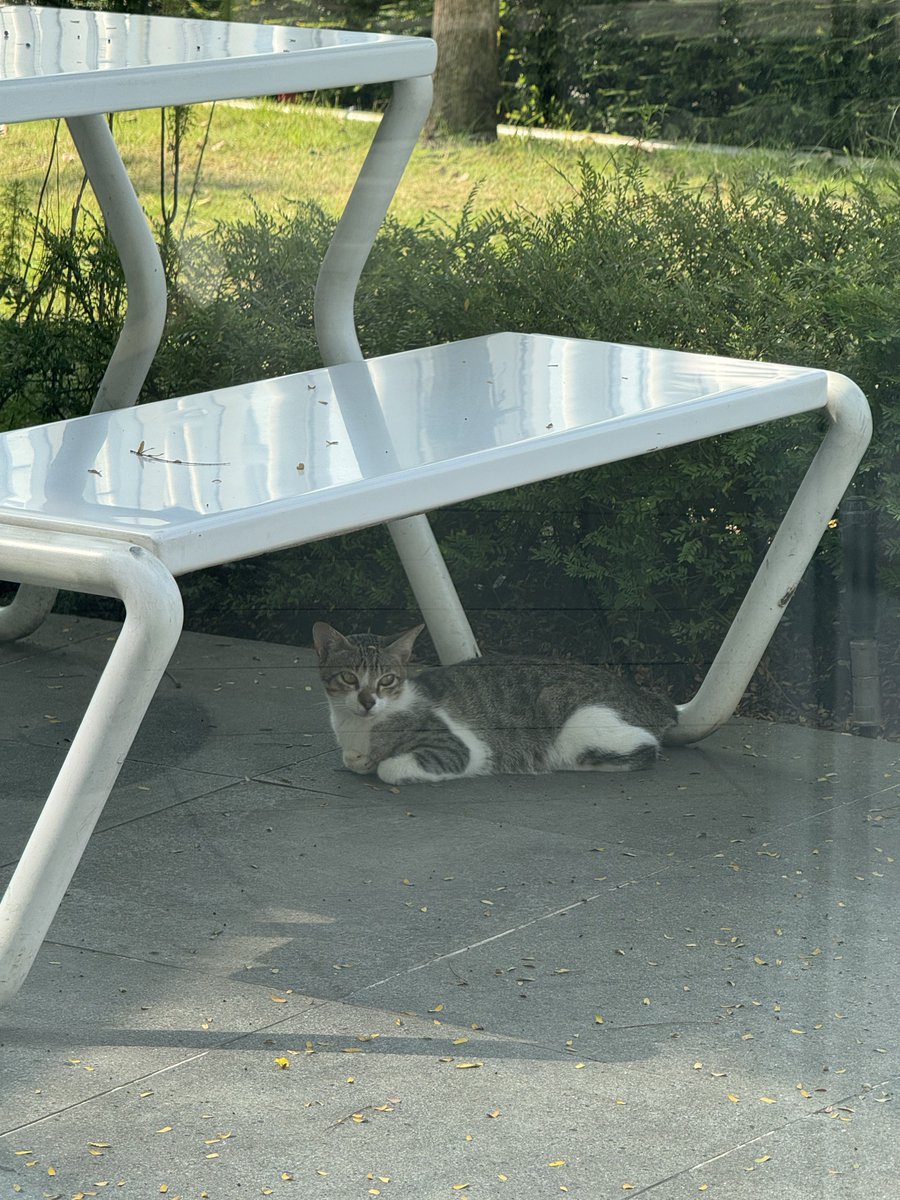 CatsofJakartaID's tweet photo. % https://t.co/gdhs4m6gja