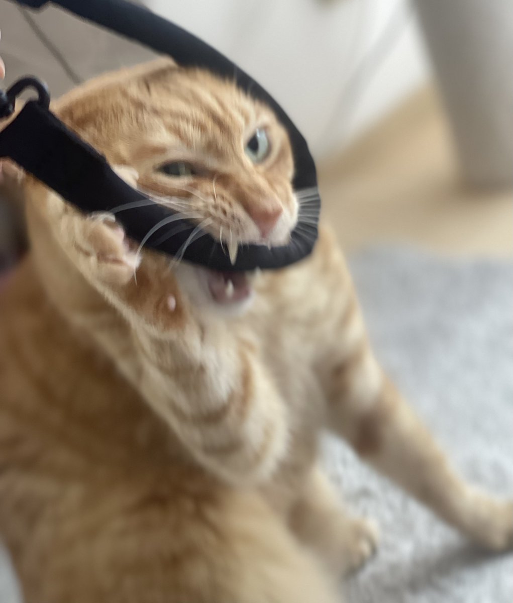 こたくん🐈茶トラ男子 tweet media