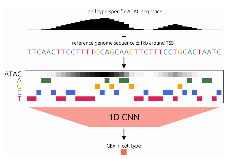 Tech_Bioinfo's tweet photo. **New paper drops: feeding AI the "open" parts of the genome just made gene expression prediction a lot smarter.** 🧬🔬

**The problem:** Most sequence-to-expression models only read DNA letters, ignoring a crucial filter—chromatin accessibility (which parts of the genome are actually *open* for business).

**The fix:** Lapohos et al. simply added ATAC-seq data as an extra input channel to a CNN. That’s it. A 5th track alongside the 4 DNA bases.

**The result:** The augmented model significantly outperformed sequence-only or accessibility-only baselines across 12 cell types. It was especially better at predicting expression of *highly variable* genes (the ones that actually define cell identity) and generalized across cell types. Attribution scores in the DNA channels also aligned with accessibility, letting the model learn cell type-specific regulatory motifs like ETS1 and RXRA.

**The kicker?** Fine-tuning a pre-trained sequence-only model with accessibility boosted performance even further. This strategy is portable—any sequence-to-expression architecture can adopt it.

🧠 Is adding a single "context" track the missing piece for decoding cis-regulatory grammar at scale?

#AI #MachineLearning #Genomics #SingleCell #ATACseq #GeneRegulation #Bioinformatics
📄 Paper: [TODO: paste link here]